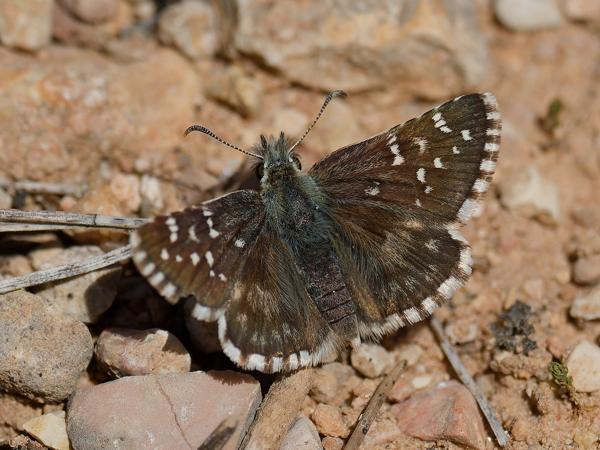 <h3><a href="/trips/ebro/biota/animalia/arthropoda/insecta/022 lepidoptera/003 hesperiidae pyrginae/pyrgus onopordi/pyrgus onopordi-nl.html">Pyrgus&nbsp;onopordi</a> / Rosy&nbsp;grizzled&nbsp;skipper / </h3>OM-1 Mark II met OLYMPUS M.300mm F4.0, 1/2500 sec  bij F4.5, ISO 200, afstand 1.6&nbsp;m